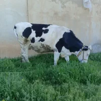 گاو ماده ۷ماه آبستن