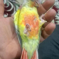 جوجه گرین چیک دبل رد