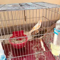 تعدادی قناری فروشی