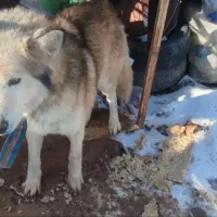 سگ هاسگی|سگ|قزوین, |دیوار