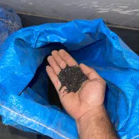 بذر ریحان