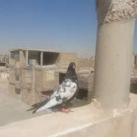 کبوتر|پرنده|خمینی‌شهر, |دیوار
