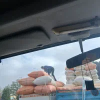 کاه گندم دیم