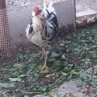 یک عدد خروس گلین‌1200000