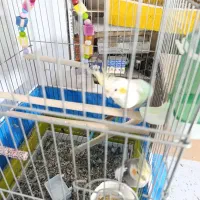 عروس هلندی جفت دستی با یک جوجه