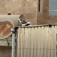 کفتر پرشی|پرنده|تهران, گمرک|دیوار