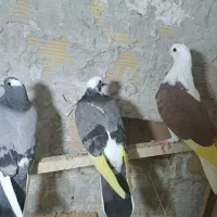 کبوتر پرشی|پرنده|رشت, کوی فکوری|دیوار