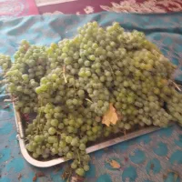 خانه باغ دوبلکس 120متربنا بادرخت واستخر کلا 380متر|فروش خانه و ویلا|زاوه, |دیوار