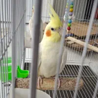 عروس هلندی ماده