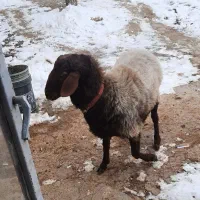 شیشک قوچ افشار درجه یک