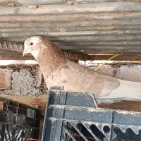 کبوتر زرد|پرنده|پیرانشهر, |دیوار