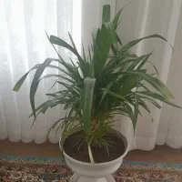 گل پاندانوس ابلق|گل و گیاه طبیعی|تربت جام, تیپ ۳۸ زرهی تربت جام|دیوار