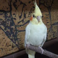 عروس هلندی ماده لوتینو هفت ماهه