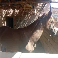 فروش