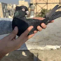 کفتر زاغ ابادانی