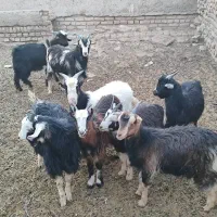 فروش بزغاله نر وماده|حیوانات مزرعه|جوادآباد, |دیوار