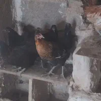 معامله مرغ با جوجه هاش با کبوتر در شهر خورموج|پرنده|خورموج, |دیوار