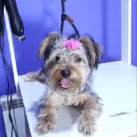 سگ یورک شایر