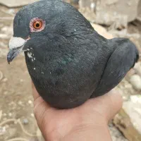 کفتر
