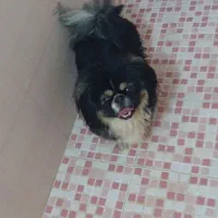 سگ پیکنزوپامر