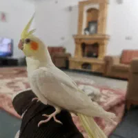عروس هلندی نرو ماده مولد و نرتک