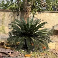 سیکاس ۱۴ساله|گل و گیاه طبیعی|لاهیجان, کوی خزر|دیوار