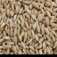 گندم دیمی امسال