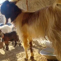 سارین پاکستانی دوساله داشتی نسل عالی|حیوانات مزرعه|آبدانان, |دیوار