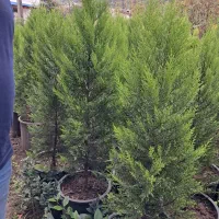 گلکاری باغبانی فضای سبز|خدمات باغبانی و درختکاری|واجارگاه, |دیوار