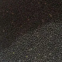 ماش سیاه رامهرمز