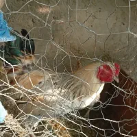 فروش یک عدد خروس ومرغ