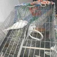 مرغ عشق مولد|پرنده|پاکدشت, پاکدشت (مامازند)|دیوار