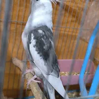 دوکت البینو شاه هیکیل|پرنده|باوی, |دیوار