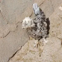 مرغ سلطان|حیوانات مزرعه|زاگرس, |دیوار