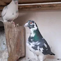 ۸ تا پلنگ سیاه سبز و سار اوقون