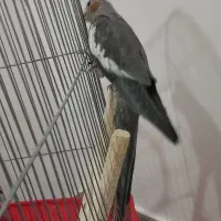 دوتا عروس هلندی سه ماه|پرنده|رباطکریم, شترخوار|دیوار