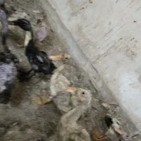 جوجه اردک دوماه و سه ماه توضیحات خوانده شود