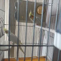 عروس هلندی با جوجه|پرنده|مرودشت, ابوذر شمالی|دیوار