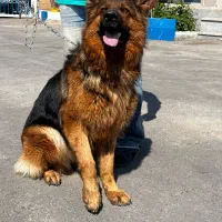 ژرمن شپرد مو بلند