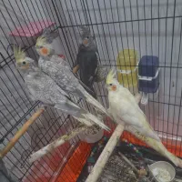 جوجه عروس هلندی