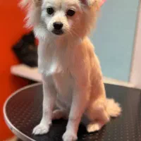 سگ خانگی نژاد میکس پامر و تریر