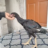 مرغ وخروس لاری مشکی|حیوانات مزرعه|رشت, سلیمانداراب|دیوار