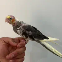 جوجه عروس لوتینو و طوسی|پرنده|قزوین, |دیوار