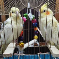 عروس هلندی|پرنده|بندر گز, |دیوار