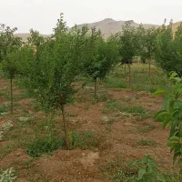 باغ ۴۰۰۰ متری آب لوله کشی مجوز رسمی سرمایه گذاری|فروش خانه و ویلا|بلبان آباد, |دیوار