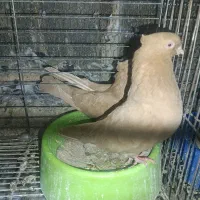 معاوضه با پلاکی