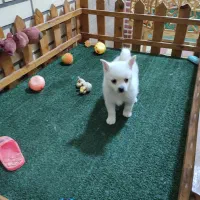 پامر اشپیتز ماده|سگ|کاشان, امیرکبیر|دیوار