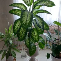 گلهای زیبا و آپارتمانی|گل و گیاه طبیعی|فردیس, شهرک وحدت|دیوار