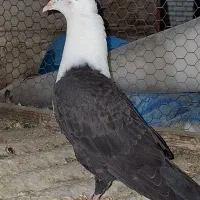کبوتر مخمل