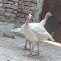 بوقلمون
